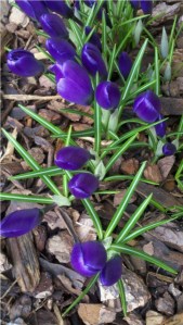 Crocusvert